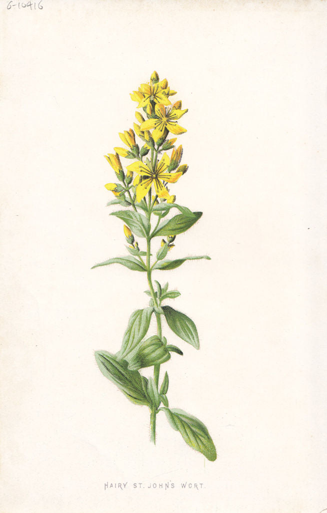 FLOWERS. Hairy St John's Wort c1895 old antique vintage print picture